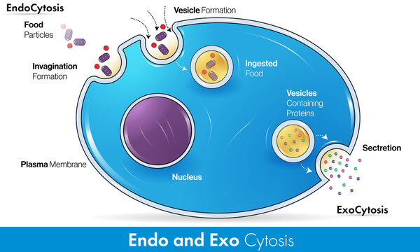 Mechanism of Endocytosis and exocytosis vector design with detailed labelling in Blue color 