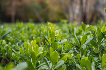 Autumnal shrub with a orange background