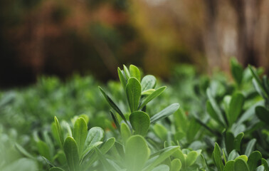 Autumnal shrub with a orange background