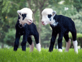 Newborn lambs in the pasture