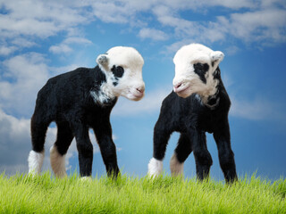 Newborn lambs on the grass