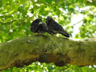 Two pigeons on a thick horizontal branch