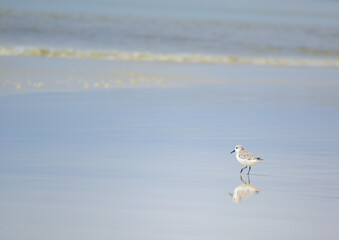 Gaviota caminando hacia el mar 