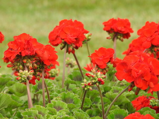 Red flowers on narrow stems