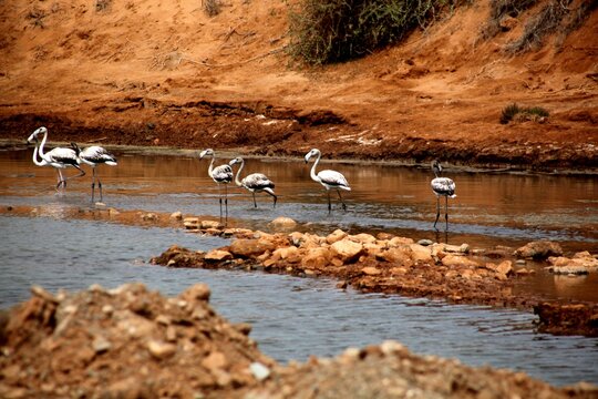 Laguna del Playa Blanca morokko .
les flamingos