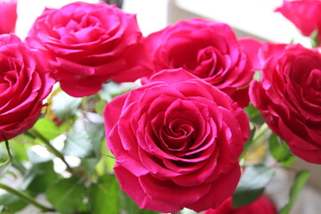 Close-up of pink roses in bloom