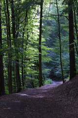 Ścieżka w lesie pośród drzew liściastych - obrazy, fototapety, plakaty