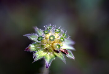 Tautropfen an einer verwelkten Witwenblume