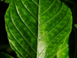 A leaf in closeup in shadow and light in jena