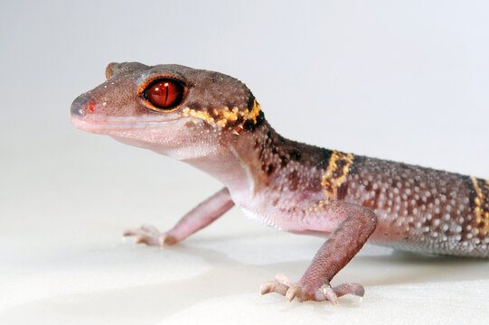 Hainan-Krallengecko // Chinese cave gecko (Goniurosaurus hainanensis)