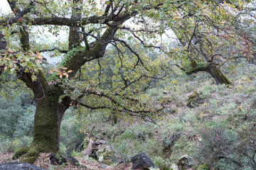 Strong old oak tree in the Andalusian forest, southern Spain.