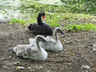 A family of black and gray swans lie on the ground