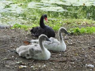 A family of black and gray swans lie on the ground