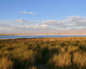 Fototapeta na wymiar Salt lake in Atacama desert with grass landscape, Chile