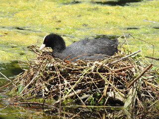 Eurasian coot sits in the nest