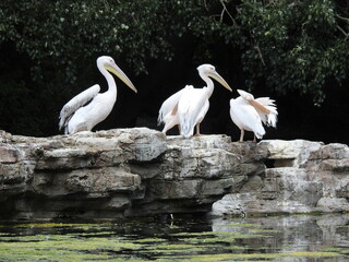 Three white pelicans are standing on large stones