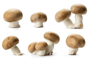 Champignon mushrooms isolated on white background. Vegetarian food ingredient. Fresh mushrooms from the forest.