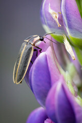 Beetle