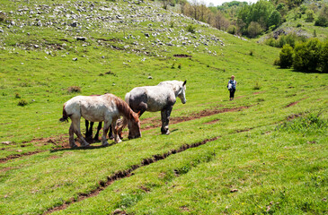 Some horses grazing and a woman on a hilltop.