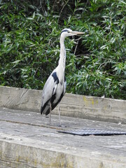 A heron on the pier