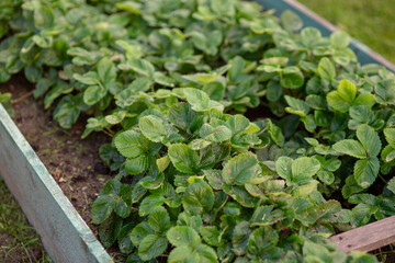 garden bed with lush green strawberry bushes