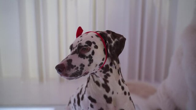 Dalmation with a red bow on the head sitting in white room with other dogs. White dog in a tie sitting on the left
