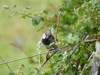 Little bird on a thorny fruit bush