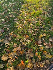 autumn leaves in the park