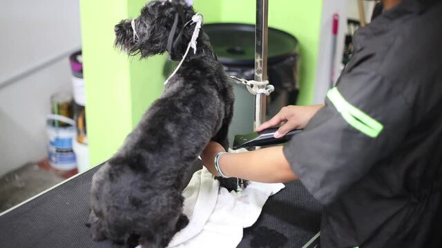 black dog getting a grooming in spa of petcare