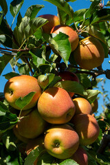 Apfelanbau am Bodensee