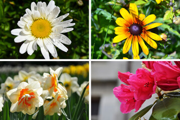 Chamomile, Gaillardia, Narcissus and Lilium garden set