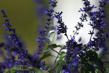 Salvia flowers / Lamiaceae native to Brazil plant