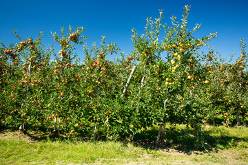 Apfelanbau am Bodensee