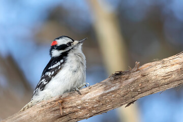 Close Up of a Male Downy Woodpecker Perched on a Tree Branch