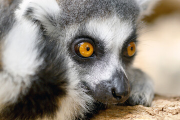 Close up Ring-tailed lemur Portrait in nature. High quality photography. 