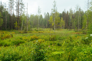 Fototapeta premium plain with grass and trees