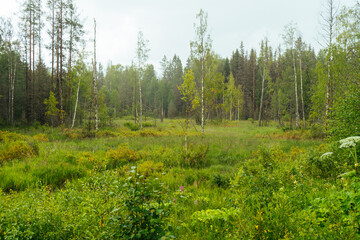 Fototapeta na wymiar plain with grass and trees
