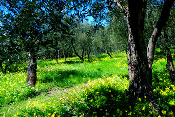 Obraz premium Cinq Terra woos with green grass and yellow flowers