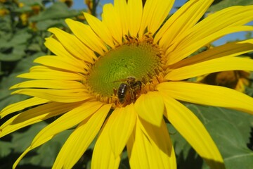 Bee on beautiful sunflower in the field, europe