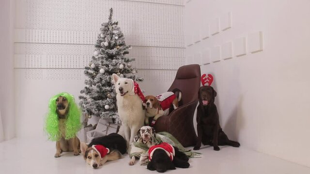 White swiss shepherd, corgi, labrador, dalmation, spaniel in fun christmas costumes hats wigs and bowties sit and lie in white room in front of silver christmas tree