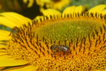 Honeybee on sunflower, closeup