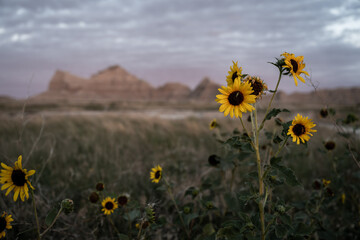 Sunflowers in Soft Morning Light