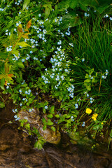 pine needles and leaves