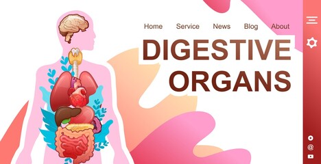 medical concept banner internal organs