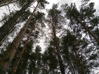 Fototapeta premium sky through the branches