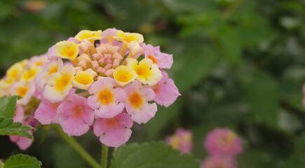 Lantana Camara pretty flower close up