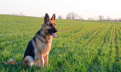 German Shepherd sitting on the green grass