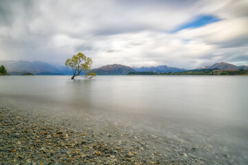 Fototapeta premium Wanaka Tree, Wanaka, Otago, New Zealand