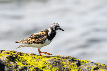 A Ruddy Turnstone