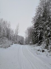 road through the winter forest
